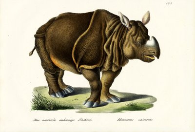 Greater Indian Rhinoceros, 1824 by Karl Joseph Brodtmann